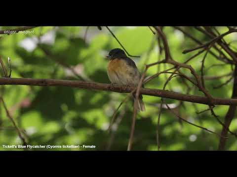 Niltava hnedoprsá (Cyornis tickelliae) — hlas a správanie v prírode