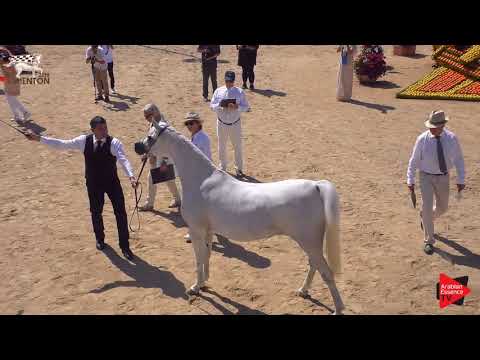 N.86 QUESTURAT AL FAWAZ - Menton 2019