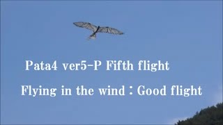 Pata4 ver5 P 5th time  Flying in the wing