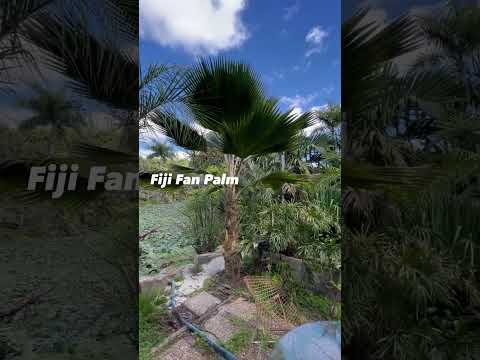 , title : 'Fiji Fan Palm'