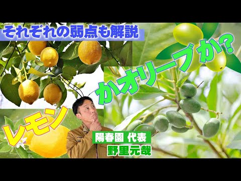 園芸 ビターオレンジ、レモンの木、マンダリンの木、オレンジの木、グレープフルーツの木、クレメンタインの木