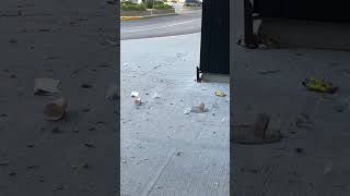 Garbage Tornado 🌪️ 🗑️