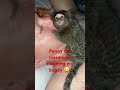My marmoset monkey woke me up this morning by cleaning my nose