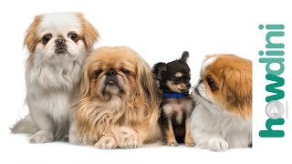 How To Choose a Puppy: Tips on How to Pick a Puppy