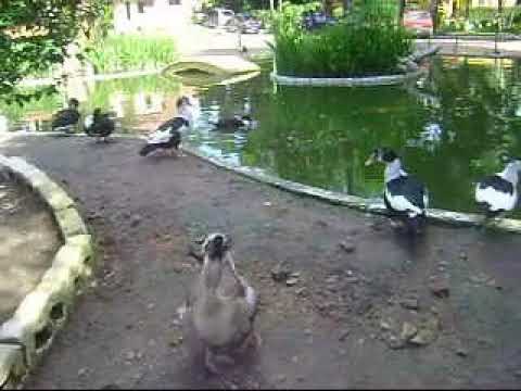 Ganso cantando - Recife - Pernambuco - Brasil