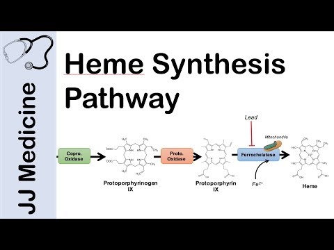 Heme Catabolism and Degradation Pathway Biochemistry Lesson