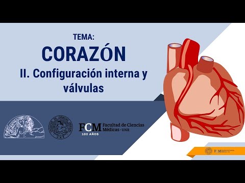 Corazón Clase 2 Configuración interna y válvulas