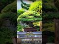 The Bonsai That Survived Hiroshima