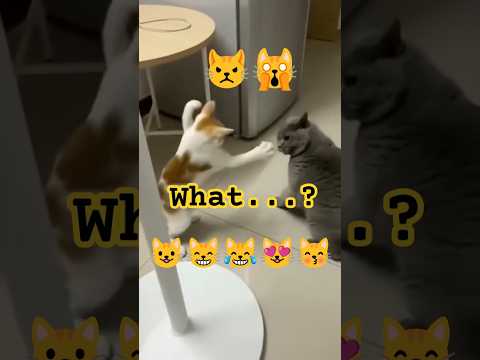 Little Jokes Big Reactions 😼