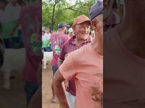 feira de carneiros em Canafistula de Frei Damião ás segunda feira. Alagoas