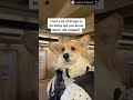 Get ready for LAUGHING SUPER HARD - Best FUNNY DOG videos #shorts