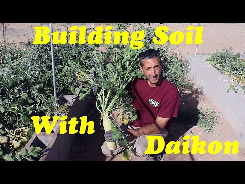 Creating Soil in the Desert | Daikon Radish