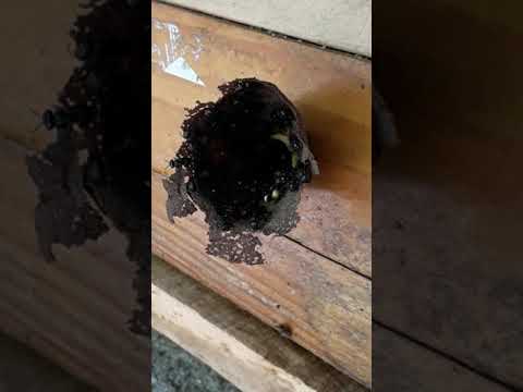 Abelha tubuna - entrada de pólen.