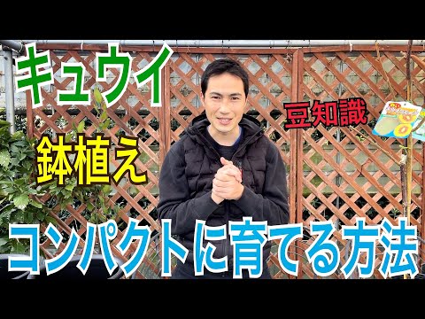 園芸 キウイ