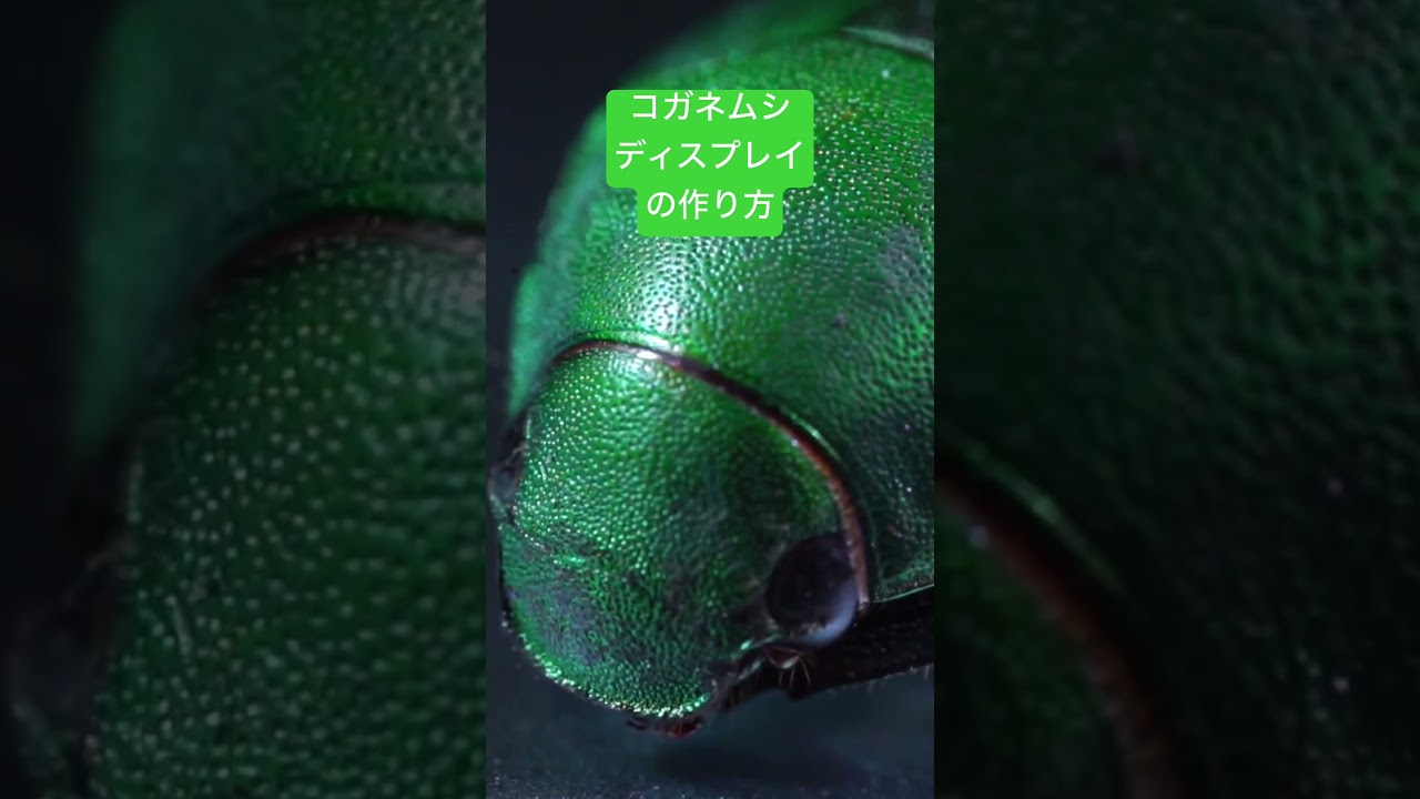 コガネムシディスプレイの作り方 #クワガタ #カブトムシ #昆虫 #芸術 #コガネムシ #artist #insects