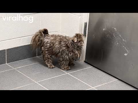 Dog With Shaved Head Meme