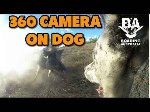 360 CAMERA ON DOG OUT HUNTING WILD BOAR REMOTE AUSTRALIA