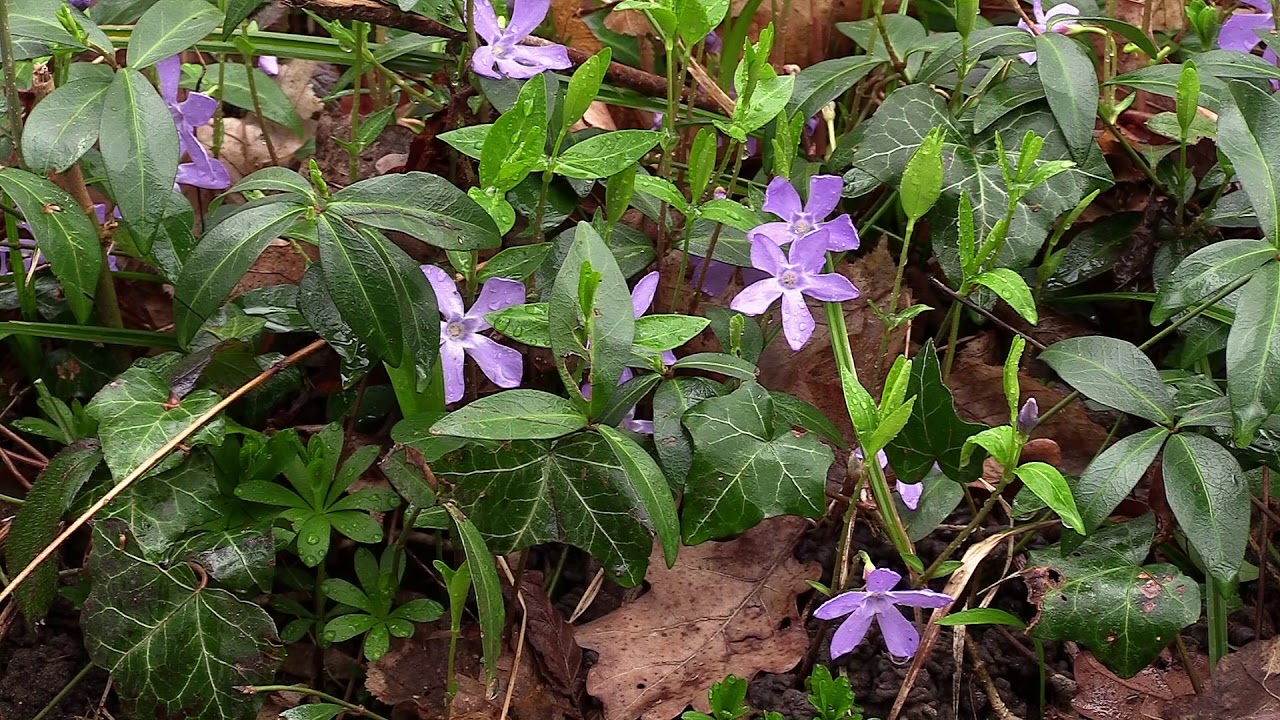 Fleurs du printemps
