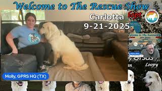 Video preview image #1 Great Pyrenees Puppy For Sale in Spring, TX, USA