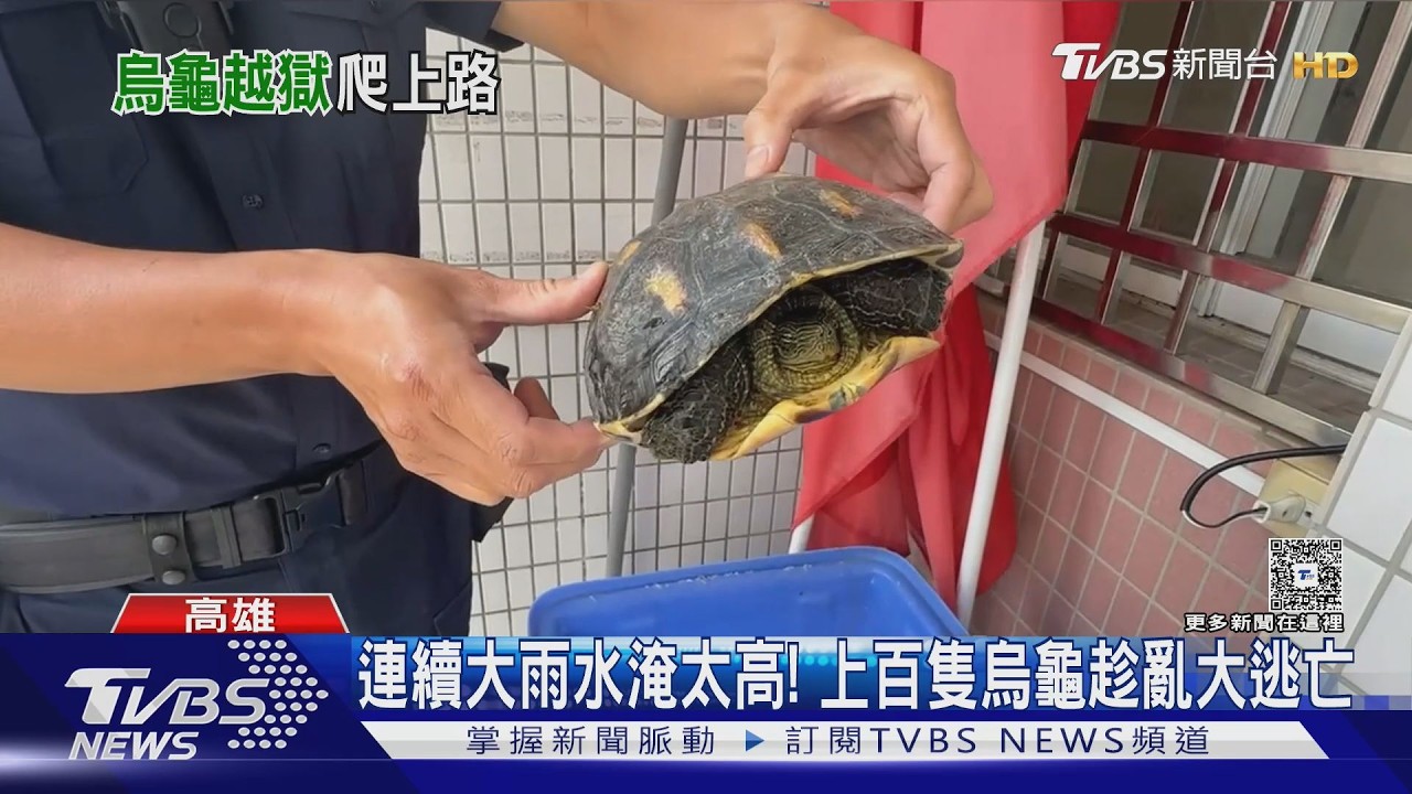 影音／雨後深夜大場面！上百隻烏龜集體「逃亡」　警方多人圍捕