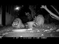 Raccoon Mating Behavior