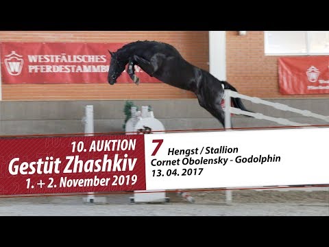 07 Hengst / Stallion v. Cornet Obolensky - Godolphin