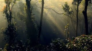 Scenic Morning at Idukki