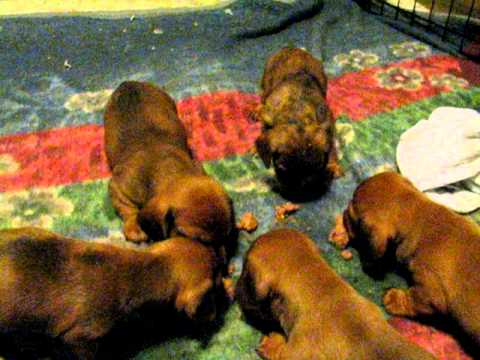 Cricket's Puppies Eating Wet Food