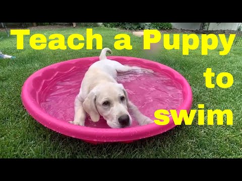 Introducing Lab Puppy to Water the RIGHT Way!