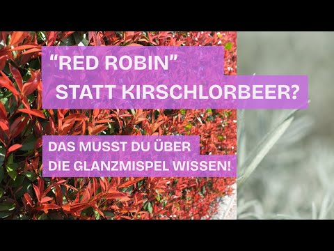 Red Robin instead of cherry laurel? What you need to know about the glossy privet!