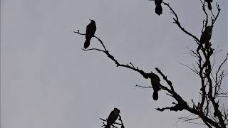 Fancy Folks & K.I.D. - Necessary (ft Wong Nebula)