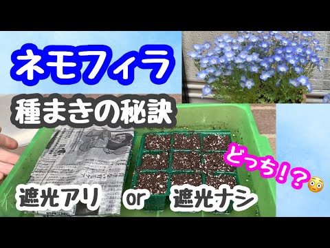 苗にはどんな土を使えばいいのでしょうか？種子の発芽を保証する混合物はこちらです。  庭園