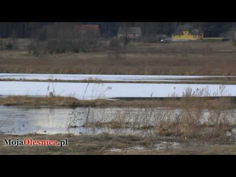 Oleśnica, Bierutów, Kijowice: higher water levels