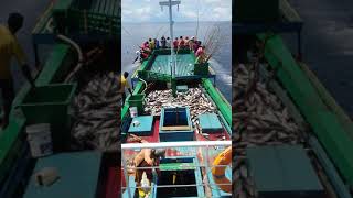preview picture of video 'Mancing Cakalabg Km. Galang samudra 03 Guraping sofifi Maluku Utara'