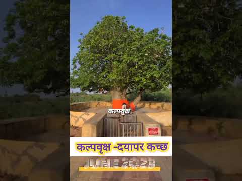 kalpvriksh|kalpvriksh #kalpvriksh #kalpvruksh #gujrat #shorts #short