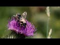 Honey Bee Relaxed - Take a 10 Minute Break with bees | Calming music and the amazing honey bee ~°