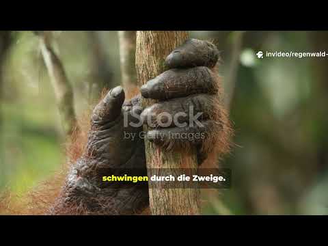 Unglaubliche Artenvielfalt_ Borneos Regenwald in Ultra HD!