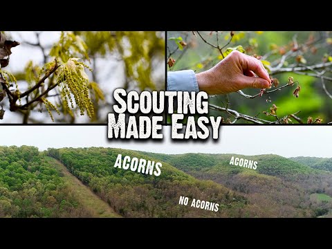 Scouting Made Easy: Early Season Hunting Tip (626)