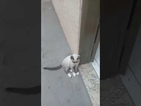 Vídeo de Mel