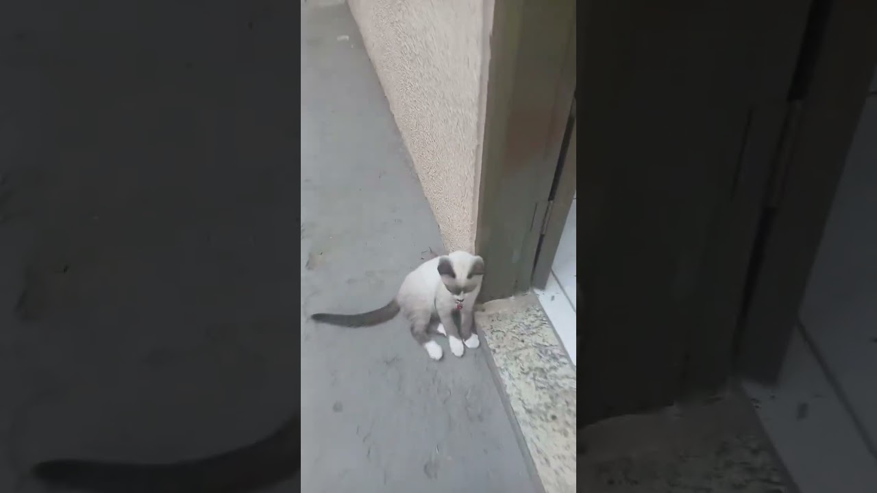 Gato raça SRD-ViraLata idade 2 a 6 meses nome Mel