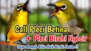 Download lagu SUARA PLECI NGECIR   CALL PLECI BETINA BIKIN BIRAHI NAIK Terapi pleci buka paruh mp3