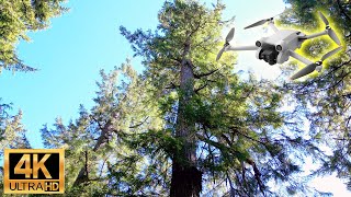 Old-Growth Temperate Rainforest (CWHdm) - 4K Drone Flythrough