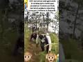 Cameroun soldiers shooting innocent civilians in Ambazonia. #world #trending #cameroon #cameroun