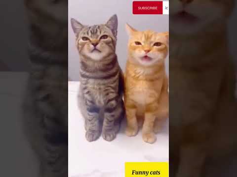 Funny cats | cute cat #viral #trending