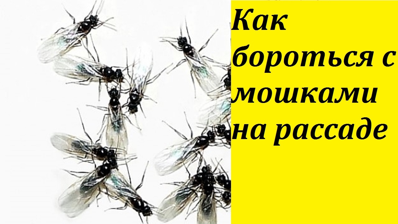 Вредители томатов черные мошки. В теплице появились мошки что делать. Гусеница бабочки белокрылки. Тли и цикадки. В теплице появились мошки что делать.