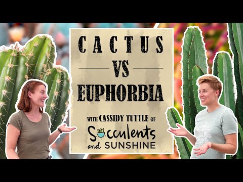 Euphorbia AREN'T Cacti! Can you Tell the Difference? With Cassidy of Succulents and Sunshine