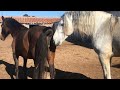 Big Horse Mating In Garden Horse Best Mating Horse Breeding Video