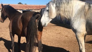 Big Horse Mating In Garden Horse Best mating Horse Breeding Mp4 3GP & Mp3