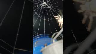 How spiders make a net naturally 4K Ultra HD video|Spiderman|Spider net|Spider 🕷️🕸️|TagYourMine