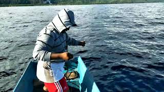 preview picture of video 'pancing ikan Saaru Wali'